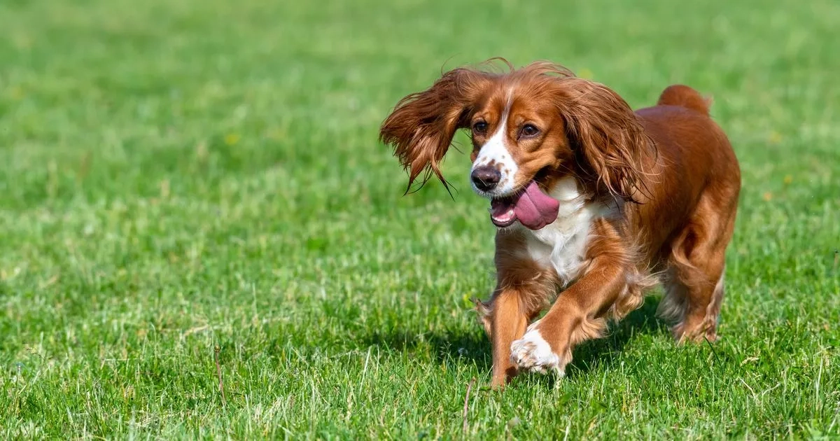 'Entitled neighbour lets dog run around my garden and made outrageous demand'
