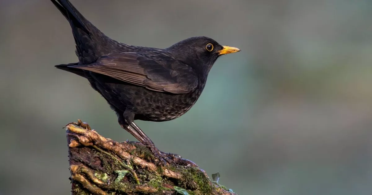 Anyone with blackbirds in their garden asked to take action