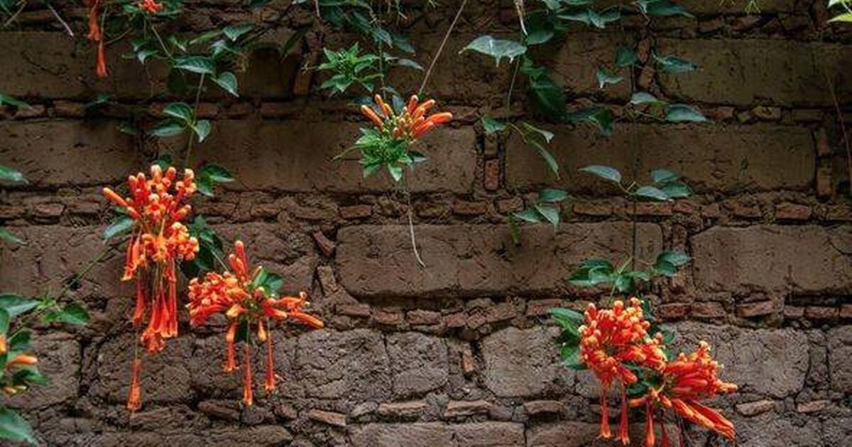 Gardeners told to cover fence with this beautiful fast growing climbing plant