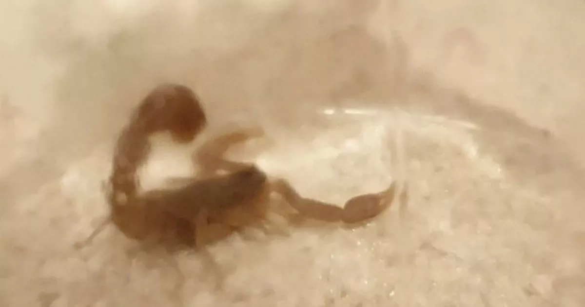 'I was watching TV at home when deadly African scorpion crawled past my feet'