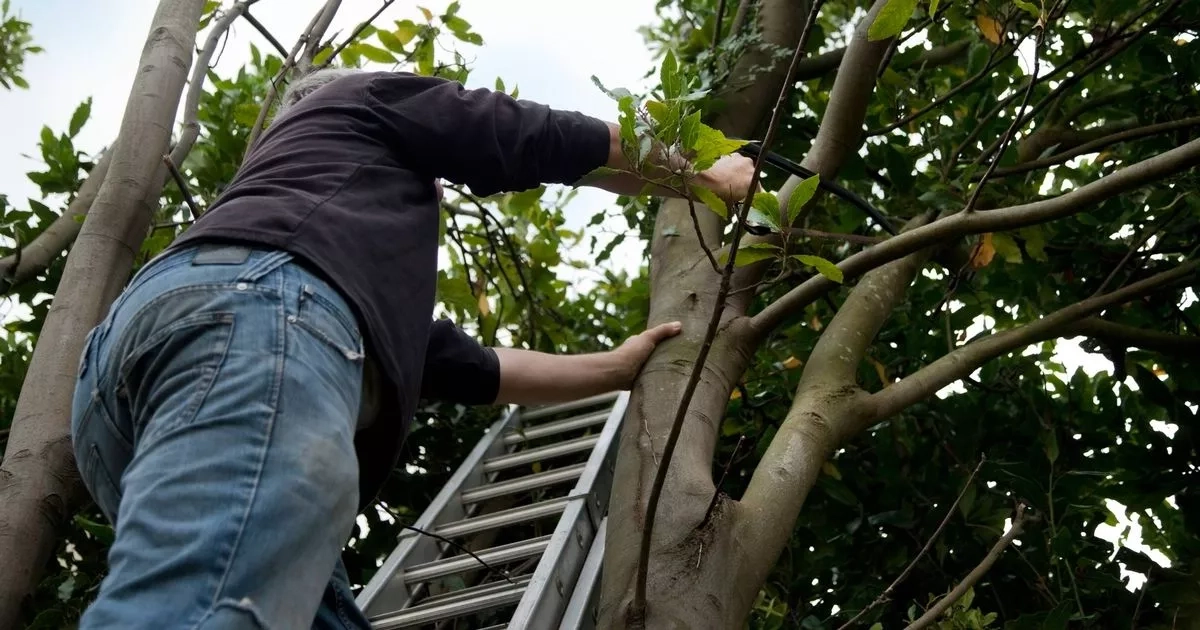 Gardeners warned about chopping down trees or neighbours could ‘call police'