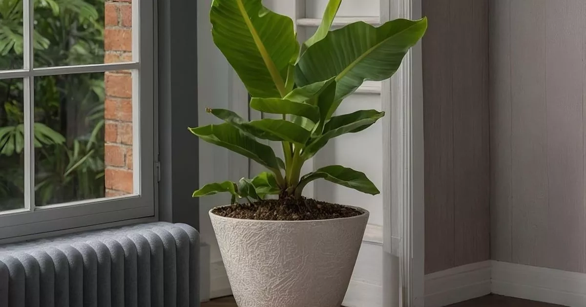 Tropical indoor house plant that grows 'beautiful large green leaves'