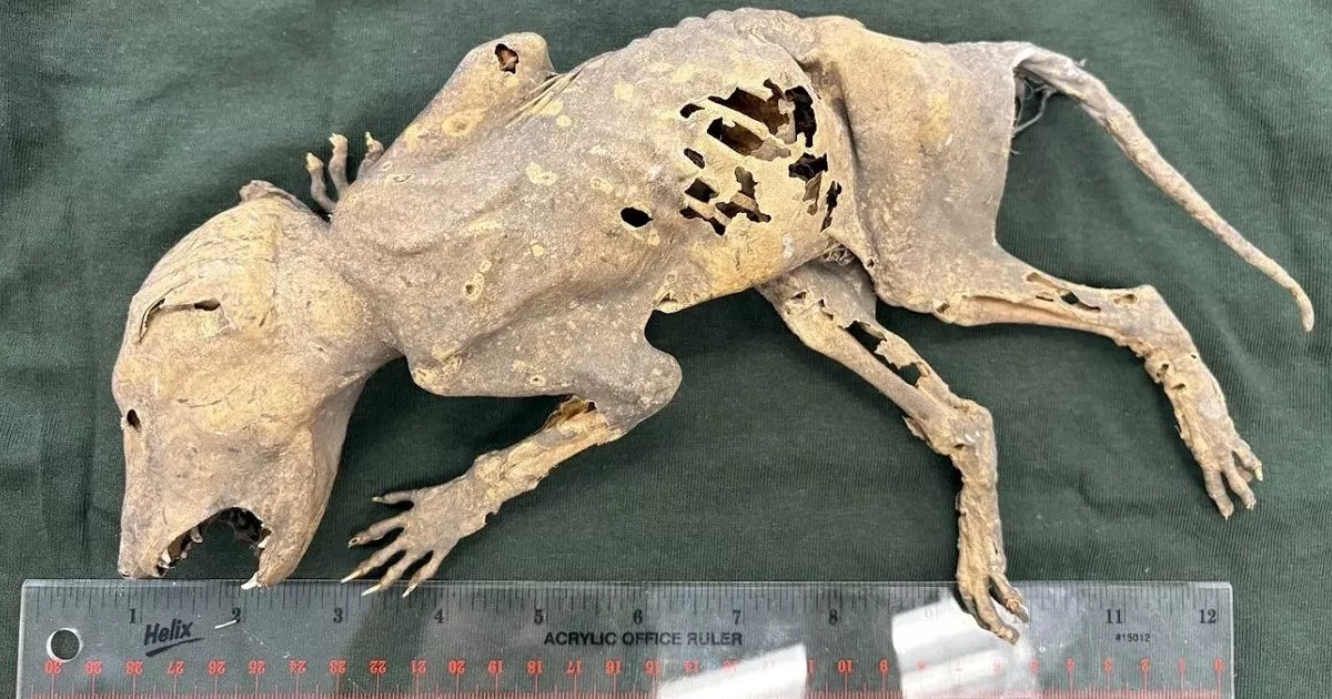 Mystery mummified creature with 'human-like hands' probed by scientists