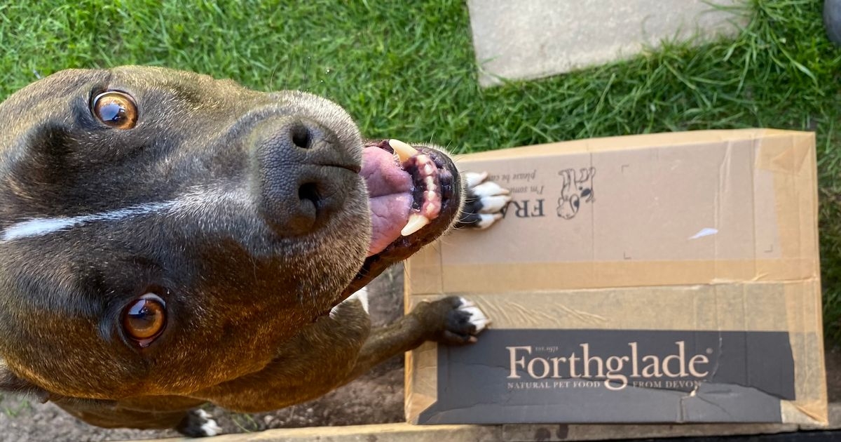 'I ditched my dogs' food for a subscription and saved over £200'