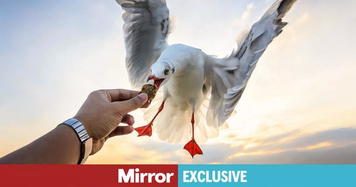 'Swooping seagulls who steal your food need pity not hate'
