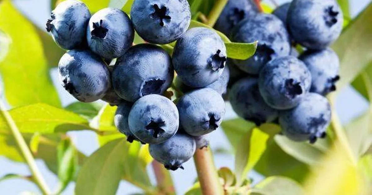 Boost blueberry plants making them ‘tastier' adding 2 items to soil