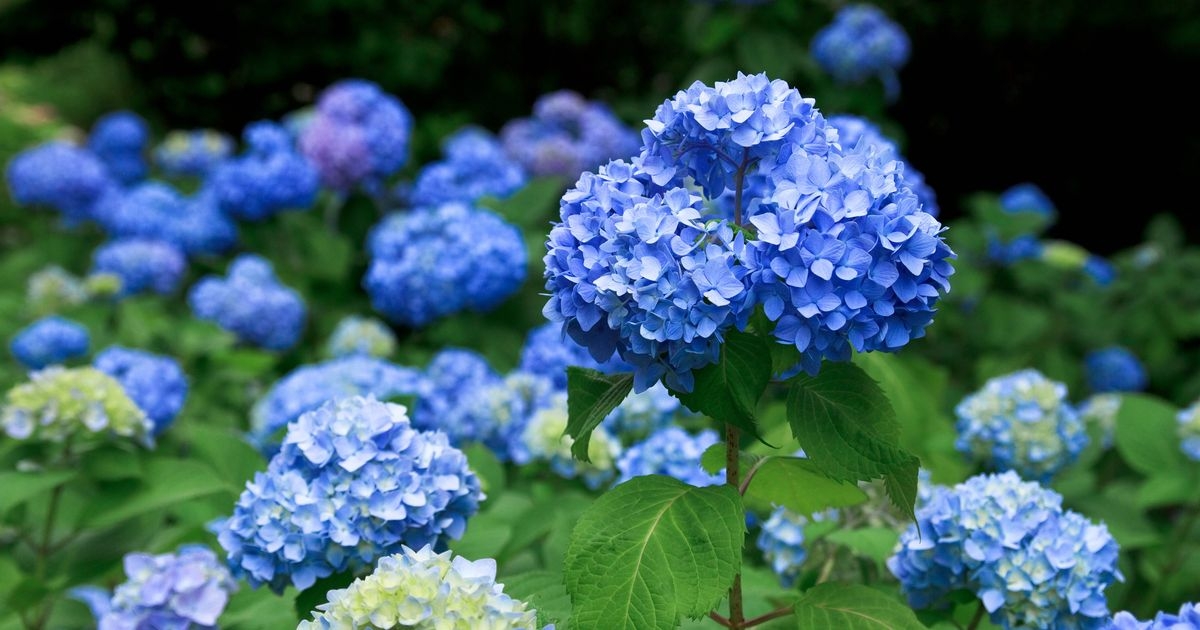 Pink hydrangeas will turn blue if fed 1 kitchen scrap ingredient