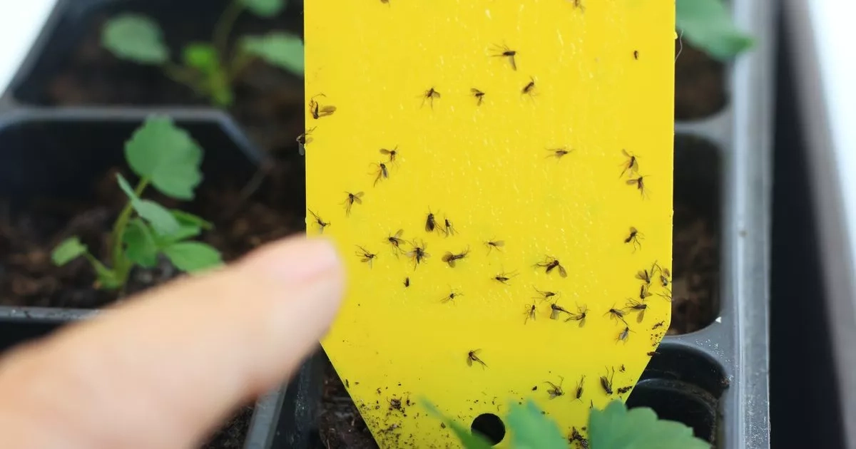 Stop flies invading your home if you avoid expert's 1 common houseplant mistake