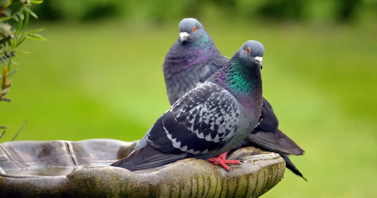 Pigeons will avoid your garden if you place one thing they hate in it