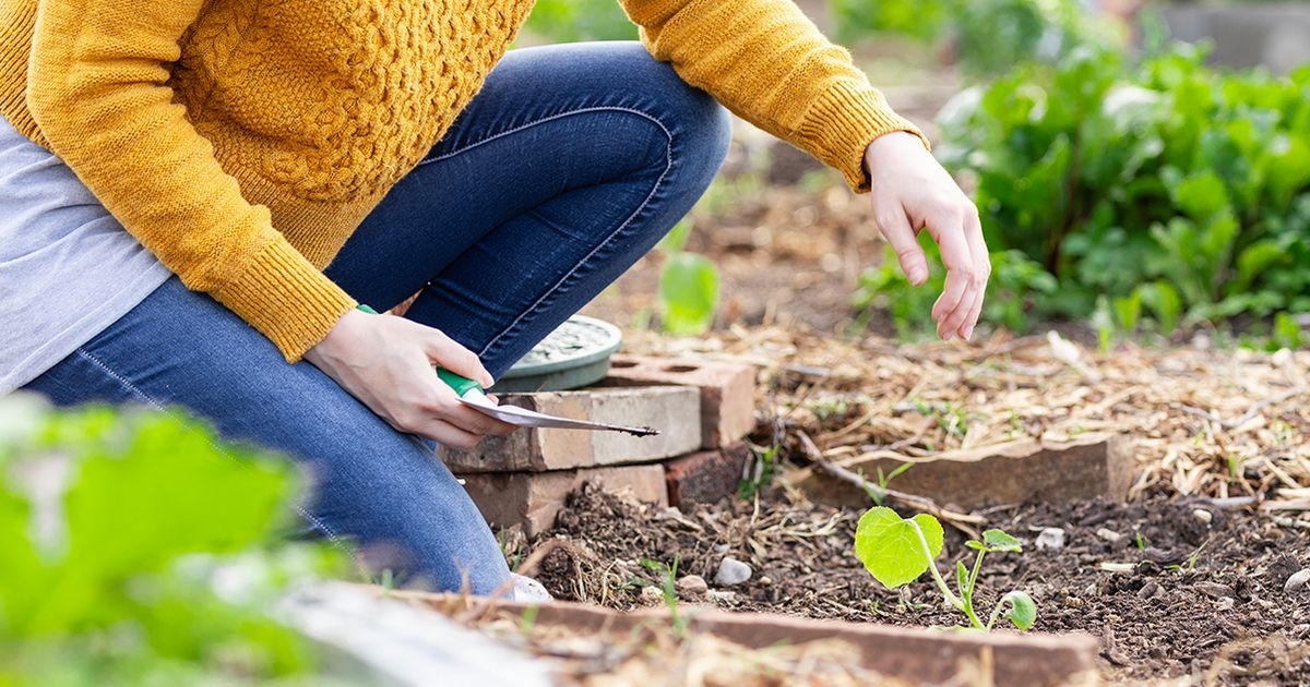 Garden planting tip can save you £100 a year but you'll need someone's help