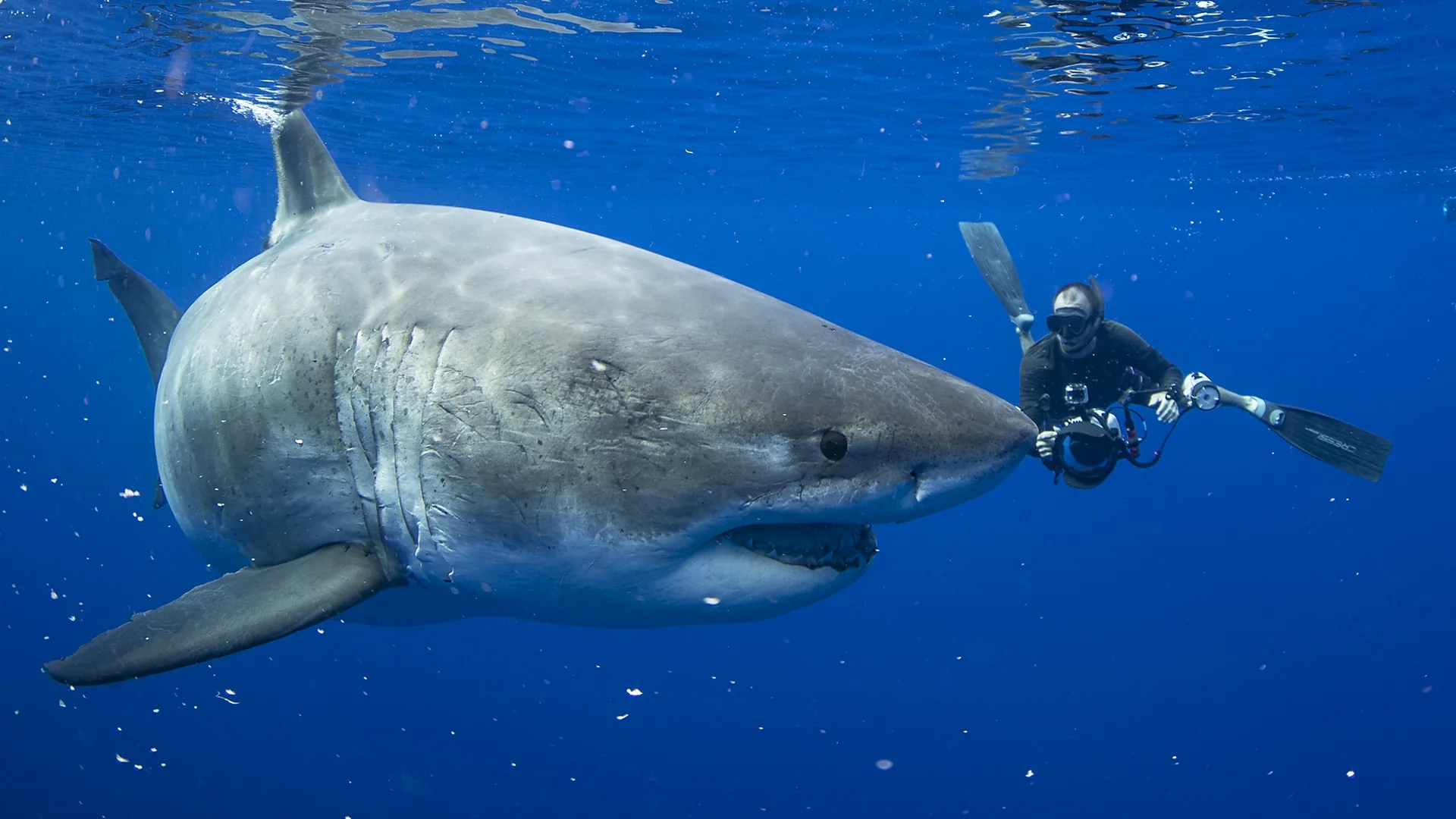 The antidote to the Jaws effect: These photos show a softer side of great white sharks