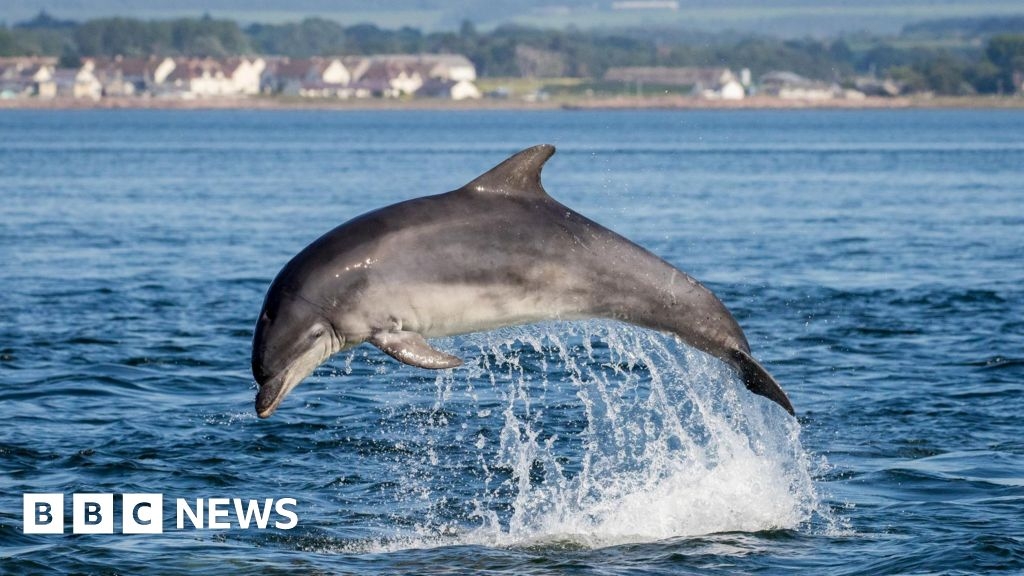 Kayakers and paddleboarders 'unknowingly' disturbing sea life