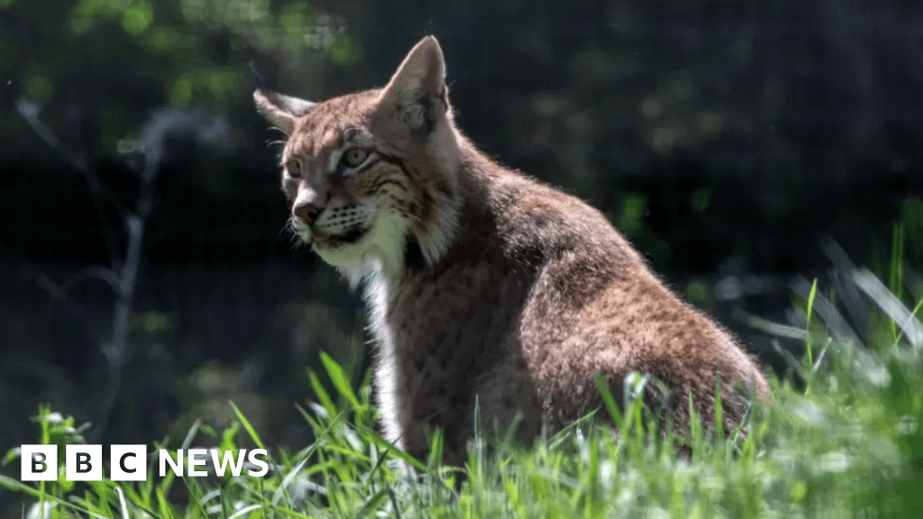 Illegal release lynx moved to new permanent home at Kingussie