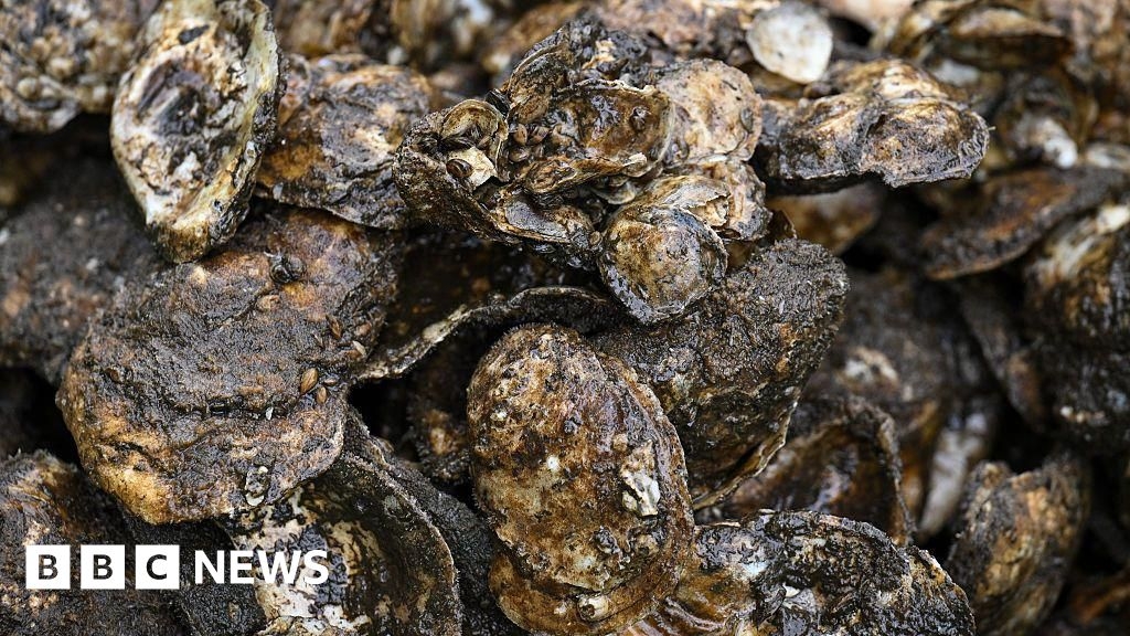 Conwy: Artificial reef aims to bring wild oysters back