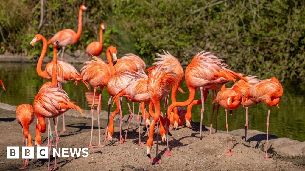 Blackpool Zoo flamingo breeding delayed by dry spring