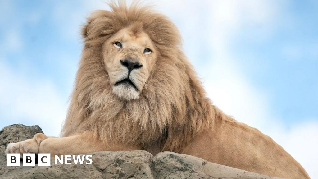 Isle of Wight wildlife park mourns death of 'iconic' white lion