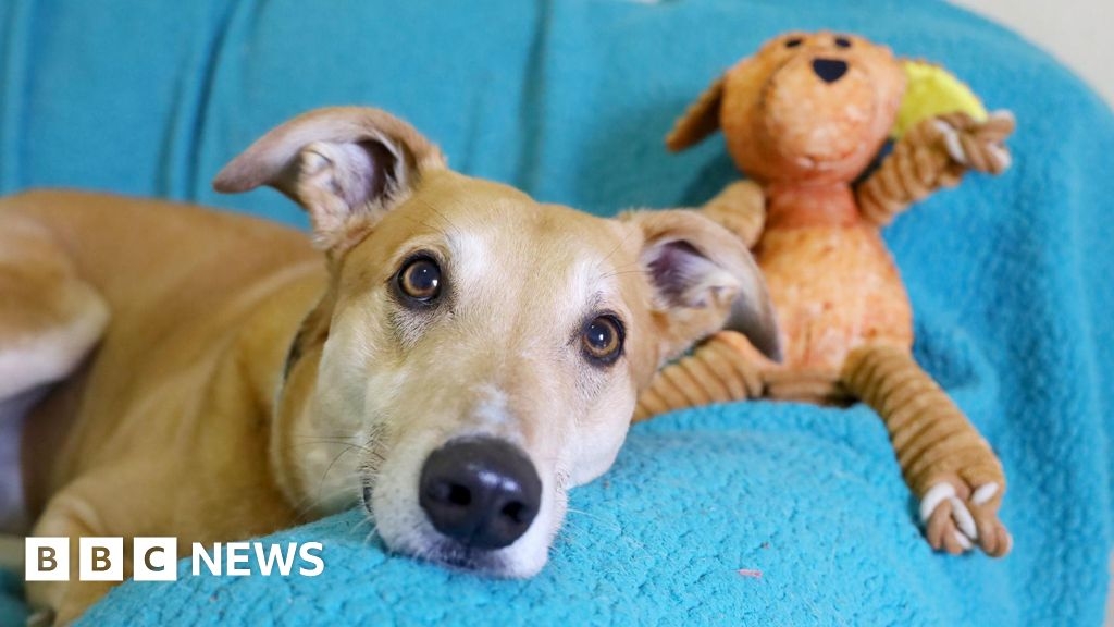 Shoreham Dogs Trust says foster carers 'urgently' needed