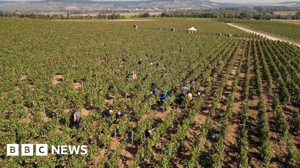 French champagne makers face human trafficking trial