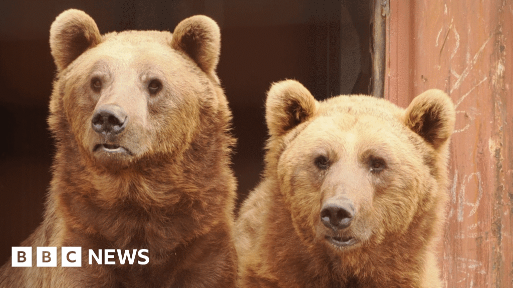 Rescued bears settling into new home in Isle of Wight sanctuary