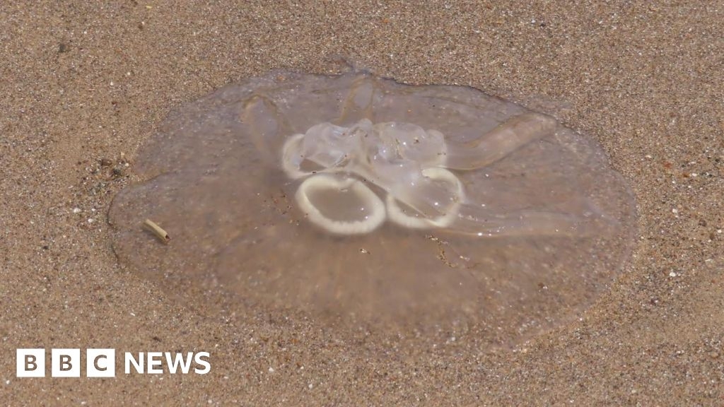 Marine expert explains jellyfish 'influx' on Lincolnshire coast