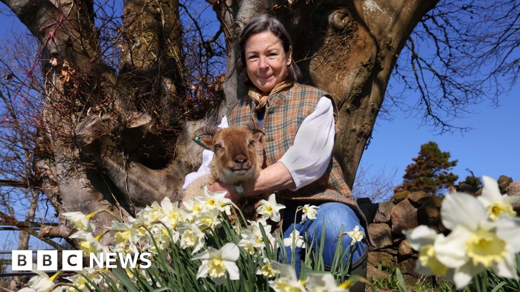 How scarves could help to save a rare Scots sheep breed