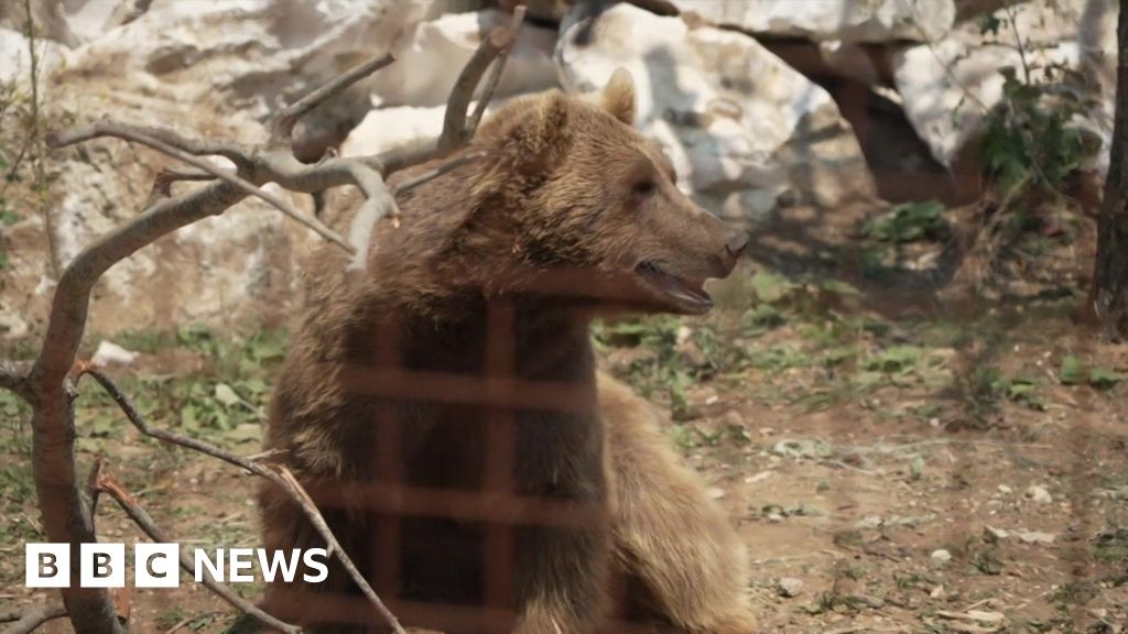 Rescued bears 'making good progress' ahead of enclosure move