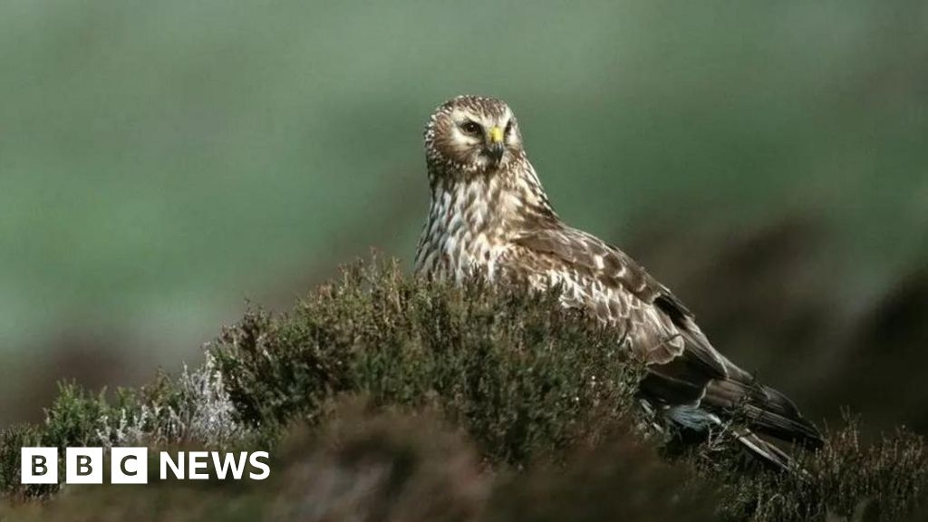 Hen harriers feared killed after vanishing from Cumbria reserve