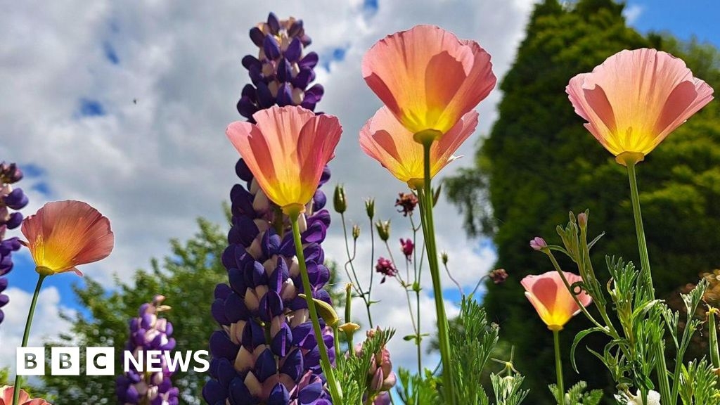 Your photos of the West Midlands: Stunning blooms and waddling geese