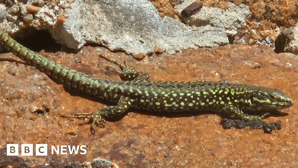 Jersey's unique lizards face habitat threat