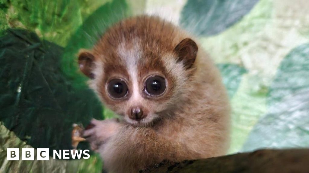 Isle of Wight Zoo welcomes rare pygmy loris twins