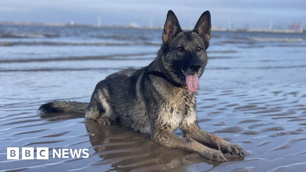Police dog who 'gave everything' needs £14k surgery