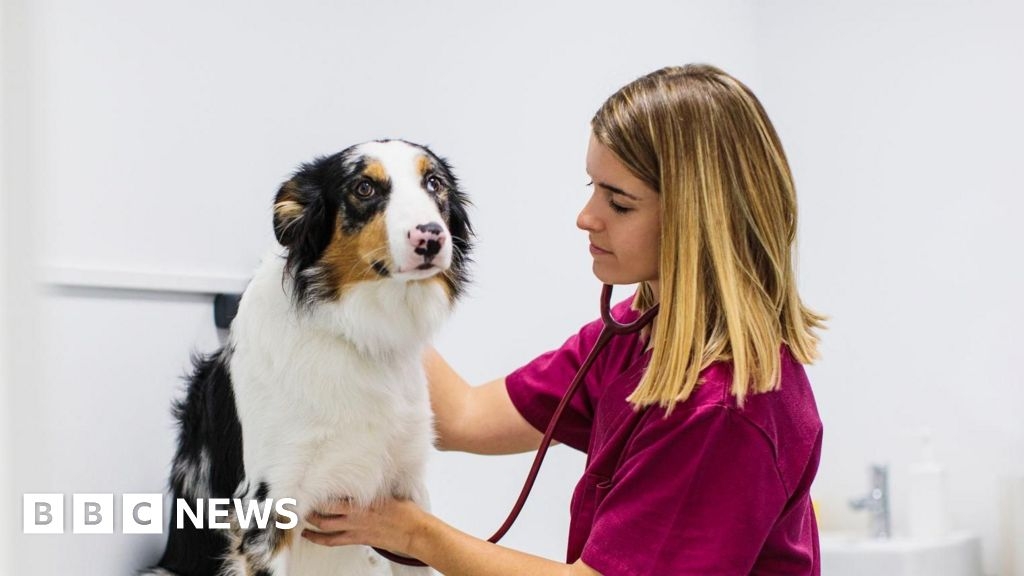 Brexit: New schemes to secure veterinary medicine supplies to NI