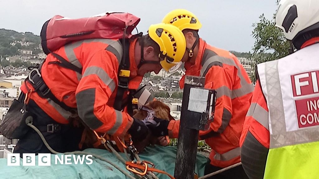 Cockapoo dog rescued in Jersey cliff fall incident