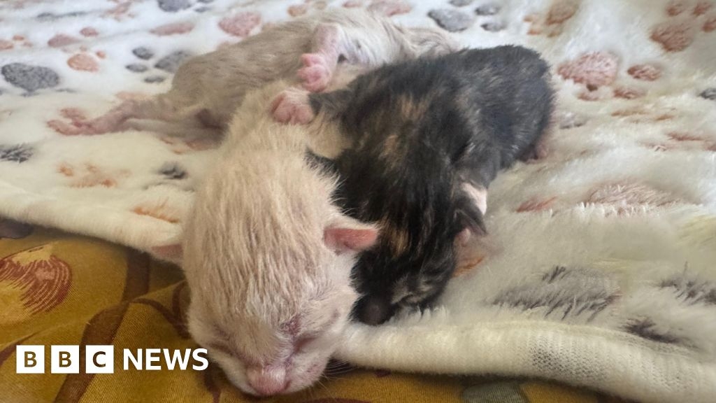 Kittens found in taped-up box in Gateshead woods 'need their mum'