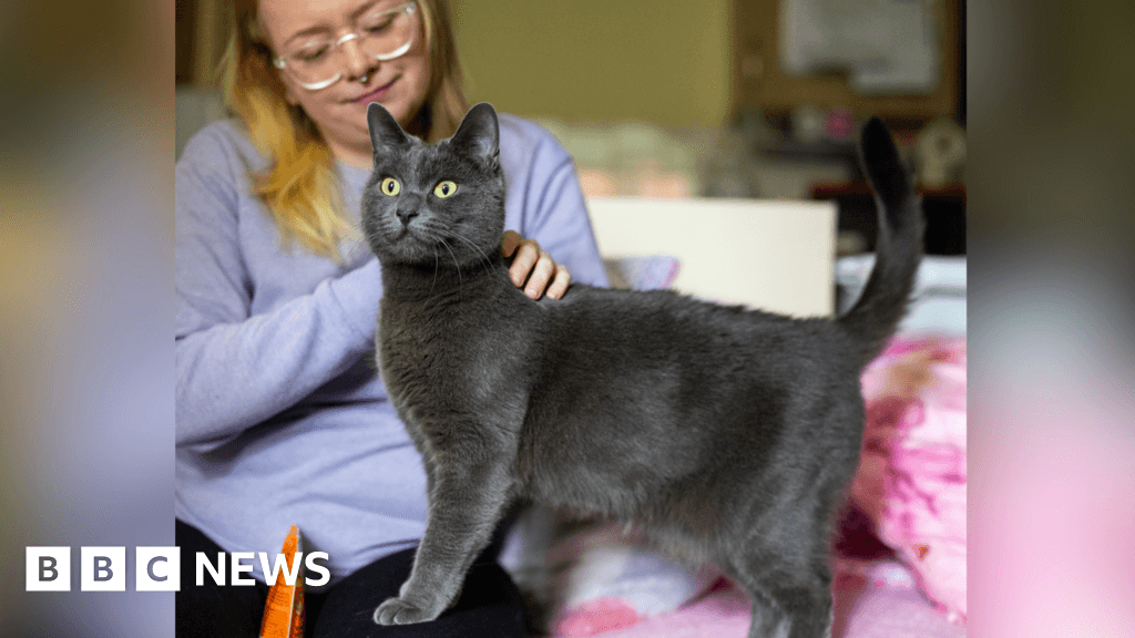 Cat from Staines among contenders for National Cat of the Year