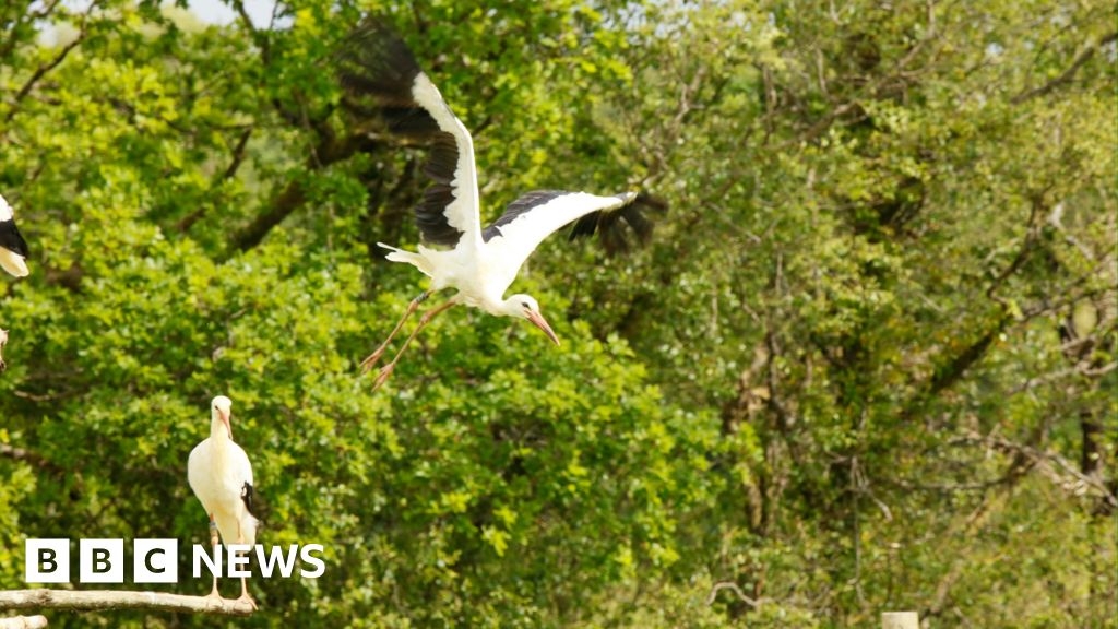 Storks soar over Devon again after '600 years'