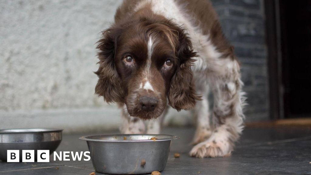 Lab-grown meat goes on sale in UK dog food