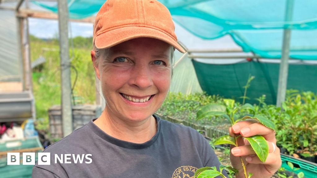 Scientists trying to grow Devon tea plants in space