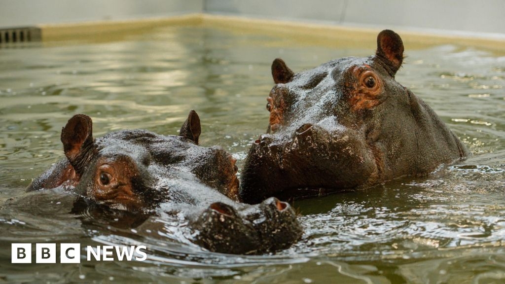 Headlines: 'Takeaway's rat issues' and 'new hippos'