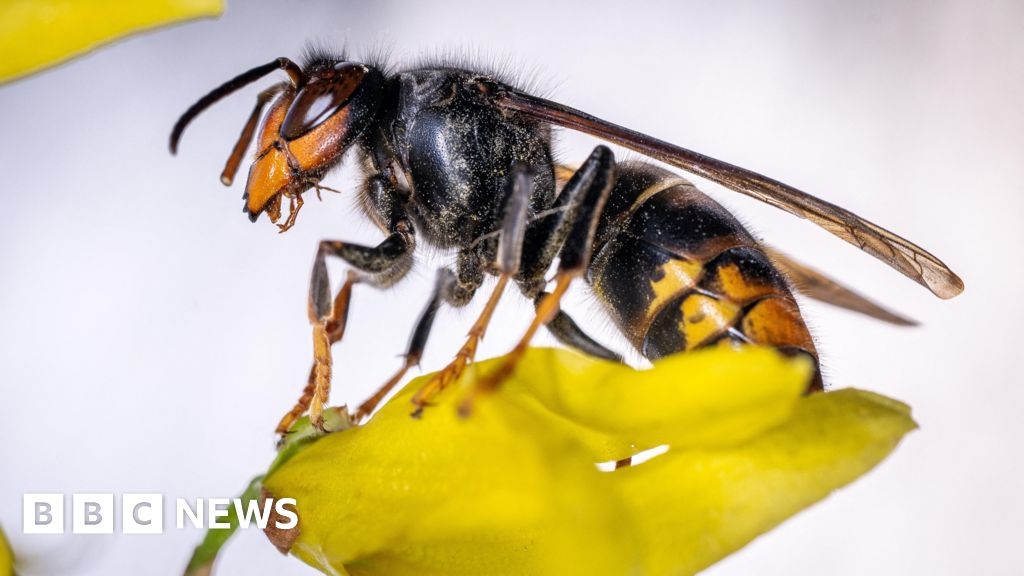 Record number of Asian hornets trapped in Alderney