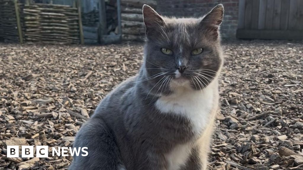Fans of York Murton Park museum's much-loved cat pay for surgery