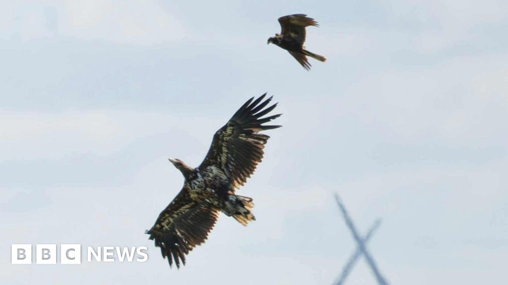 White-tailed eagles thriving across the south-east England