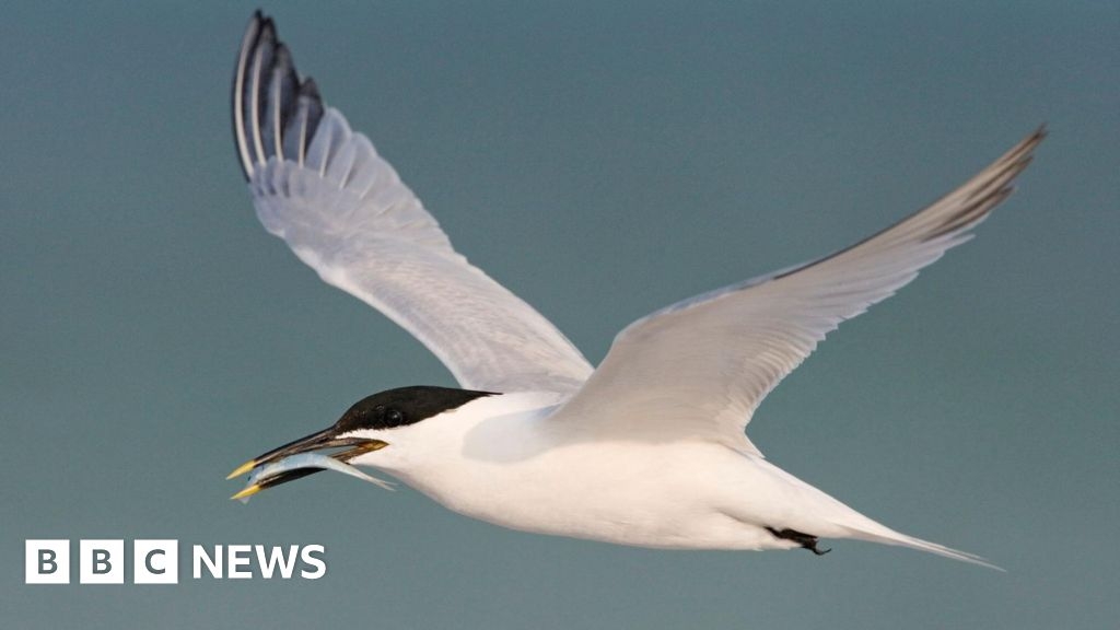 Loch Ryan sandwich terns to get help from Norfolk wind farms