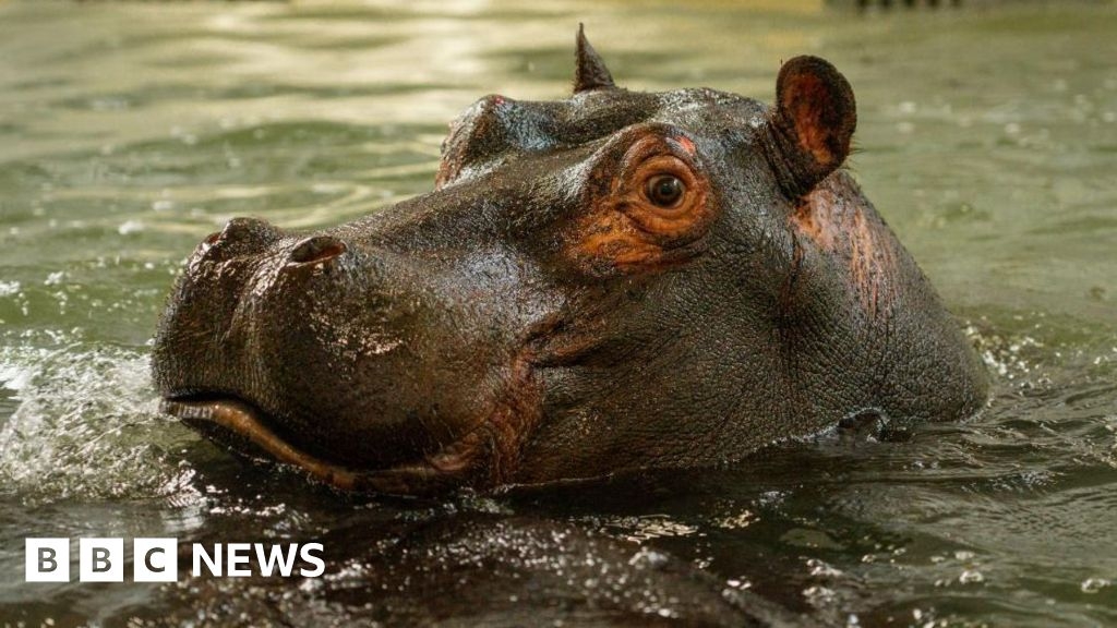 Longleat Safari Park welcomes hippo sisters