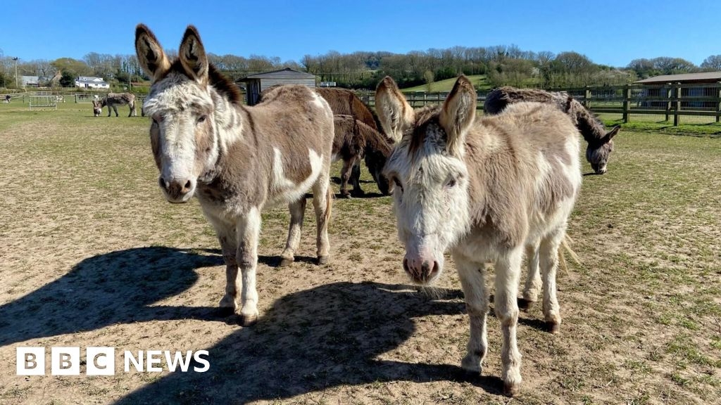 AI to help tell donkeys apart at Isle of Wight sanctuary