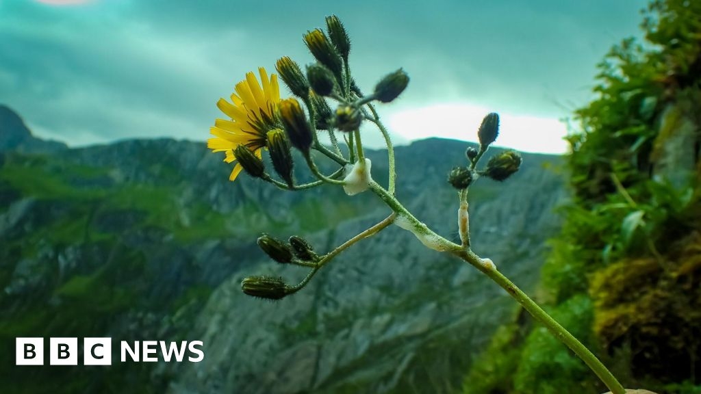 Rare Snowdonia hawkweed plant flowers at secret Eryri refuge