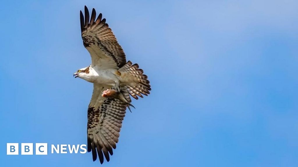 East of England's 'first osprey chicks in 250 years' hatch