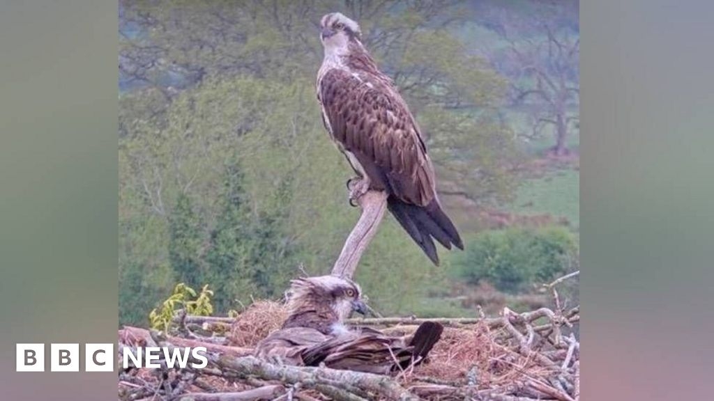 Ospreys lay first egg 'in 250 years' in mid-Wales