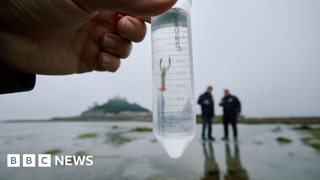 Thousands of lobsters released in Cornwall anniversary challenge