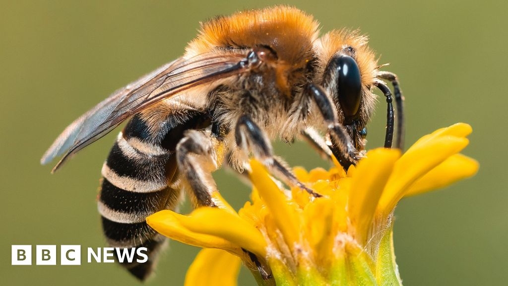 NI's honey bees: Population at risk due to no bee inspectorate